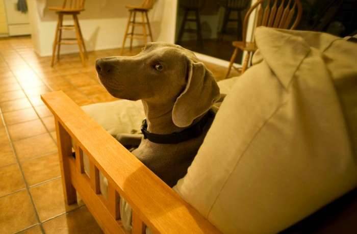 Dog weimaraner inquisitive