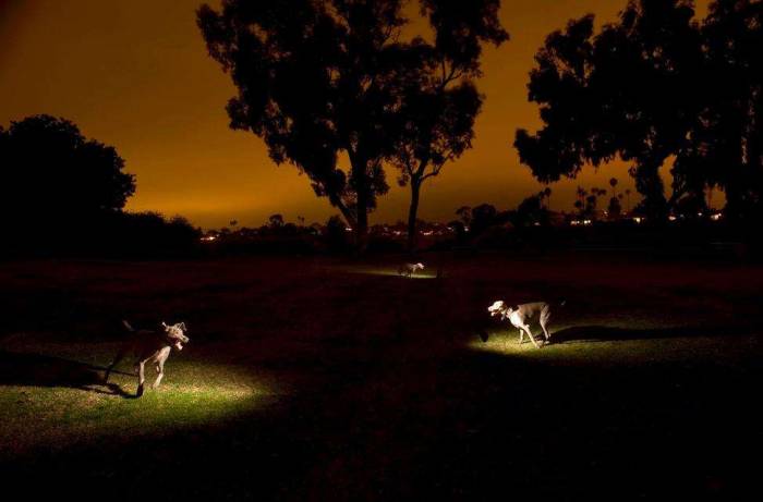 Dog weimaraner running park night multiple exposure