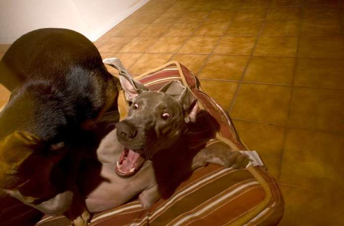 Dog weimaraner expression playing chau wrestling