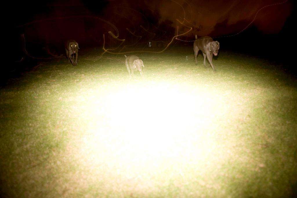 Dog weimaraner park flash multiple exposure night photography