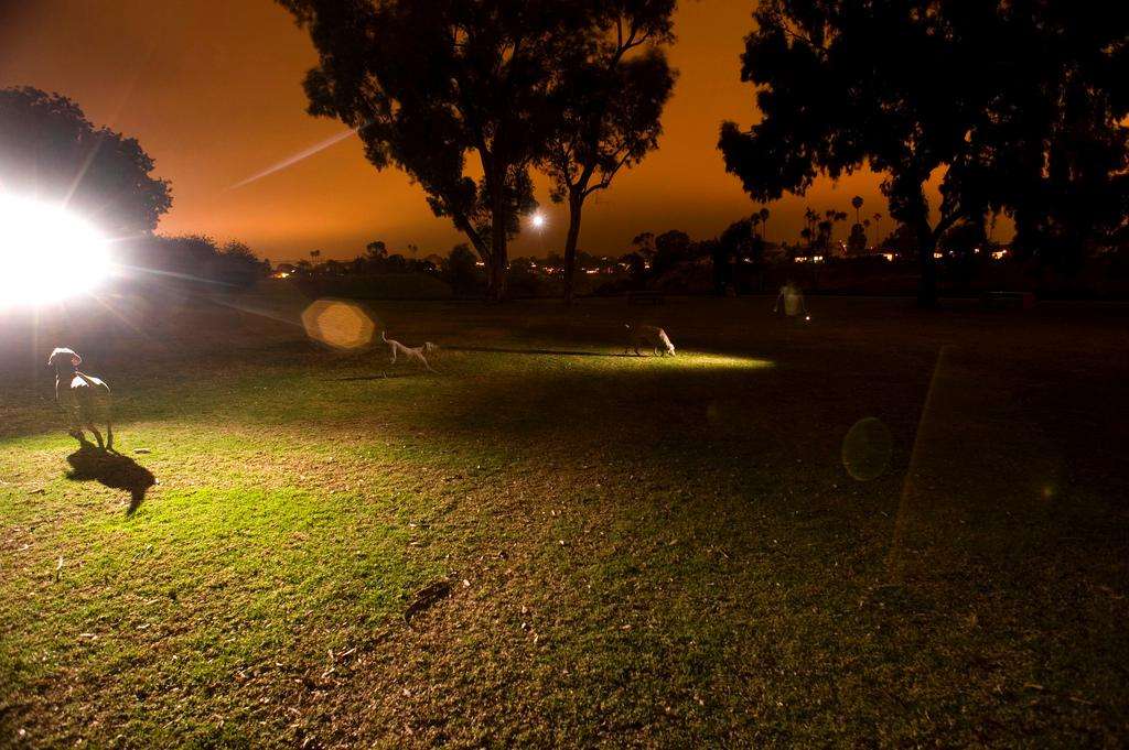 Dog weimaraner park flash multiple exposure night photography