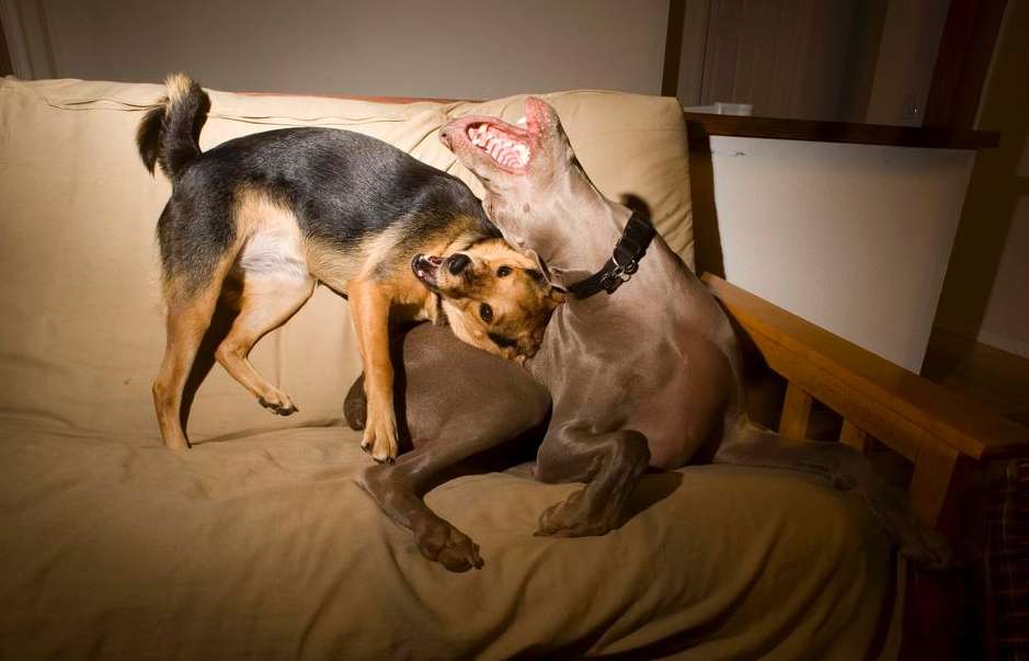Dogs playing chau weimaraner expressive