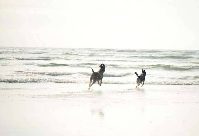 Dogs beach weimaraner border collie shore waves running