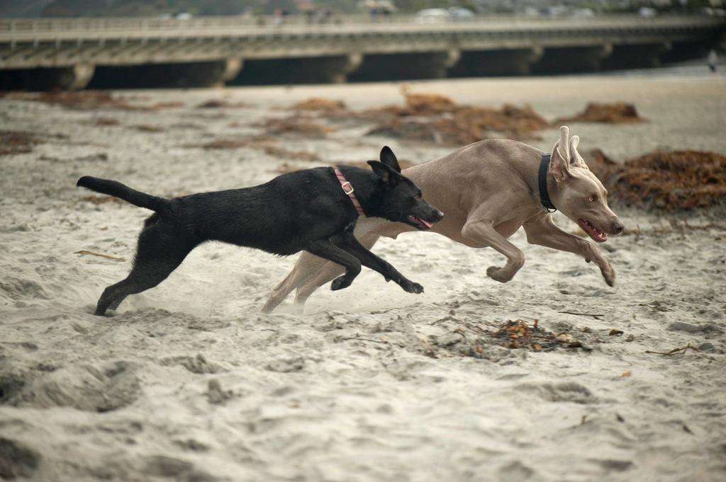 Weimaraner border collie beach dogs jump play