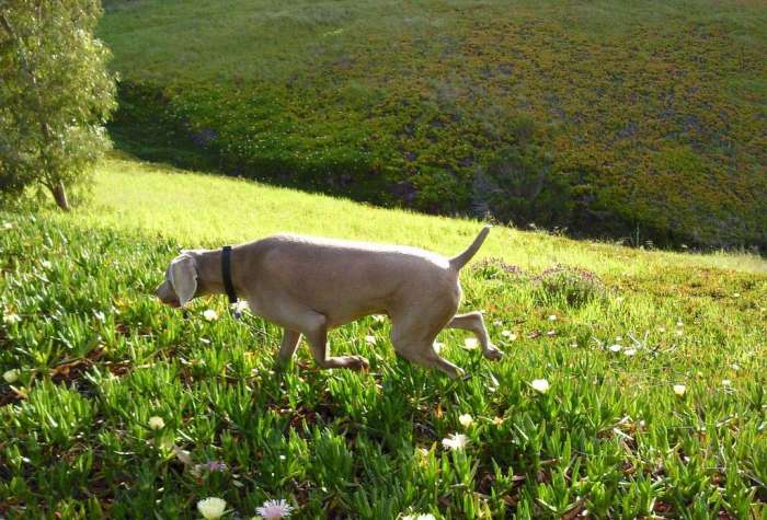 Weimaraner iceplant prowling flowers canyon
