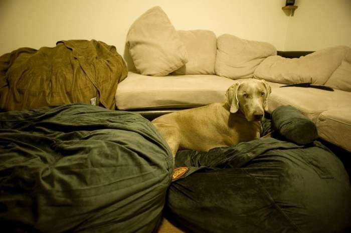 Media room Love Sacs happy dog weimaraner