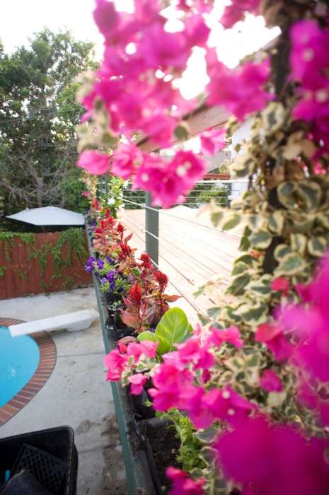 Deck renovation planter boxes flower vines