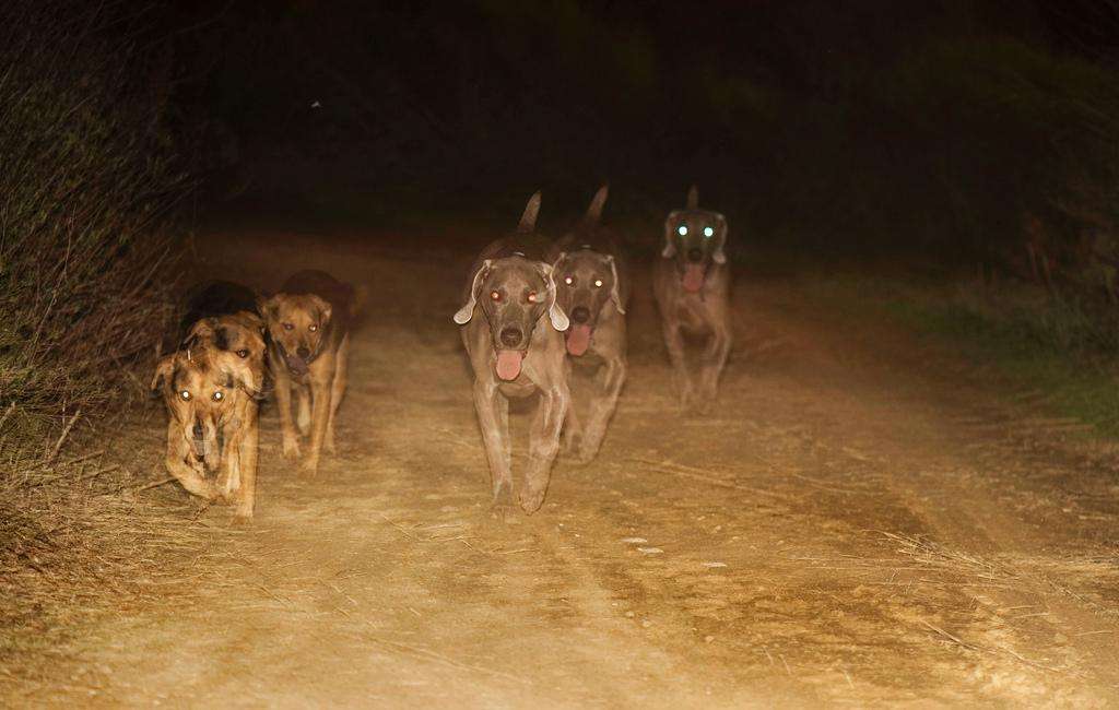 Dogs triple flash chau weimaraner trail night