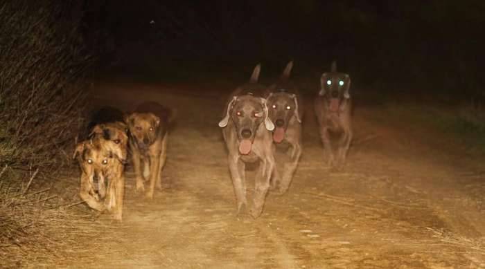 Dogs triple flash chau weimaraner trail night