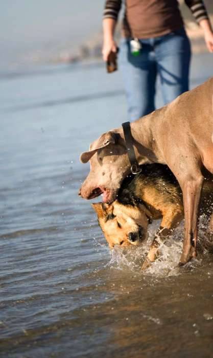 Dogs weimaraner chau beach playing splash
