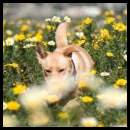 thumbnail Dog wandering through flowers