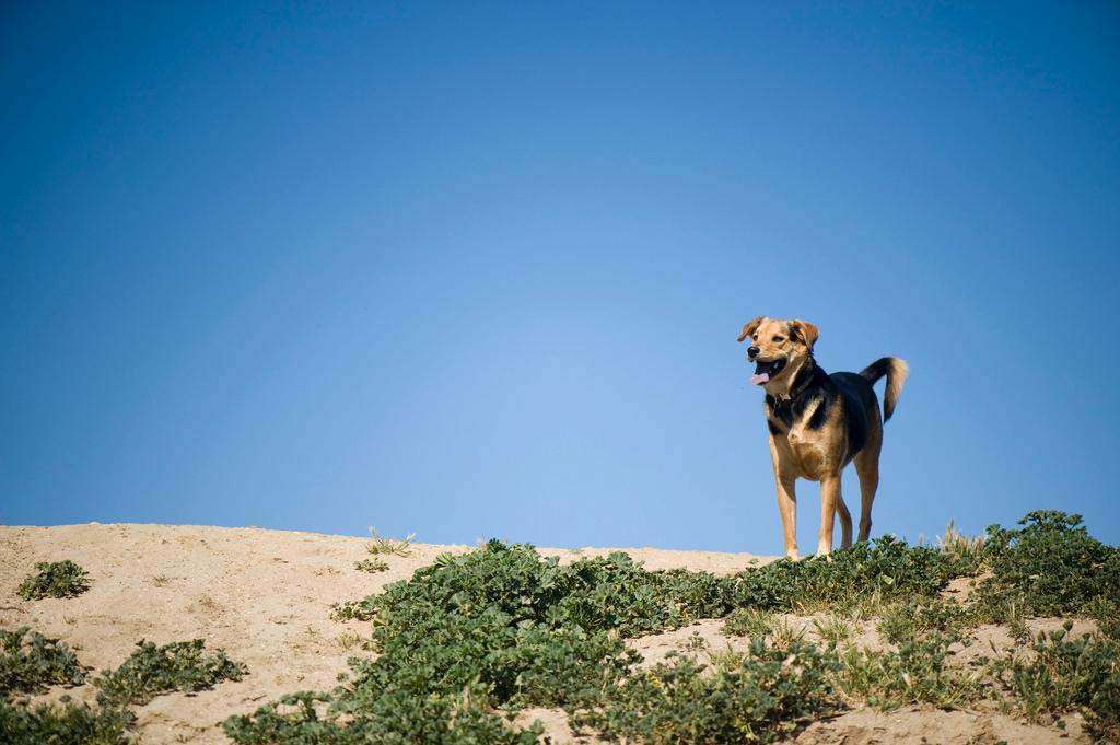 Dog Fiesta Island chau german shepard