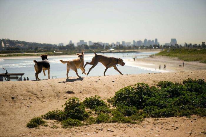 San Diego Fiesta Island dogs chau weimaraner lab