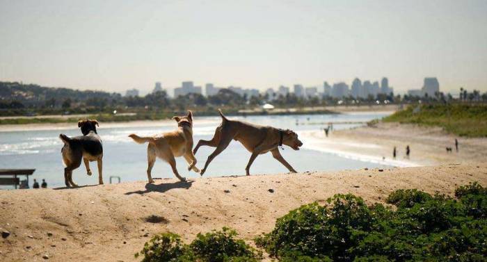 San Diego Fiesta Island dogs chau weimaraner lab