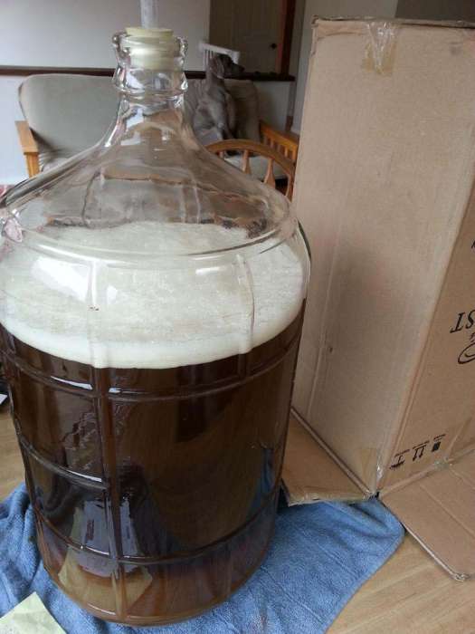 Homebrew Stingray J IPA carboy weimaraner