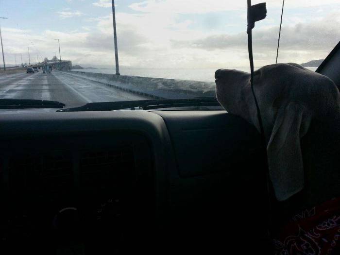 Driving dog weimaraner Richmond San Rafael bridge clouds