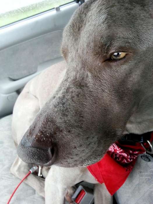 Weimaraner rain spots unhappy bandana truck