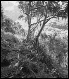 Hawaii Kauai Kalalau trail Napali coast monochrome forest