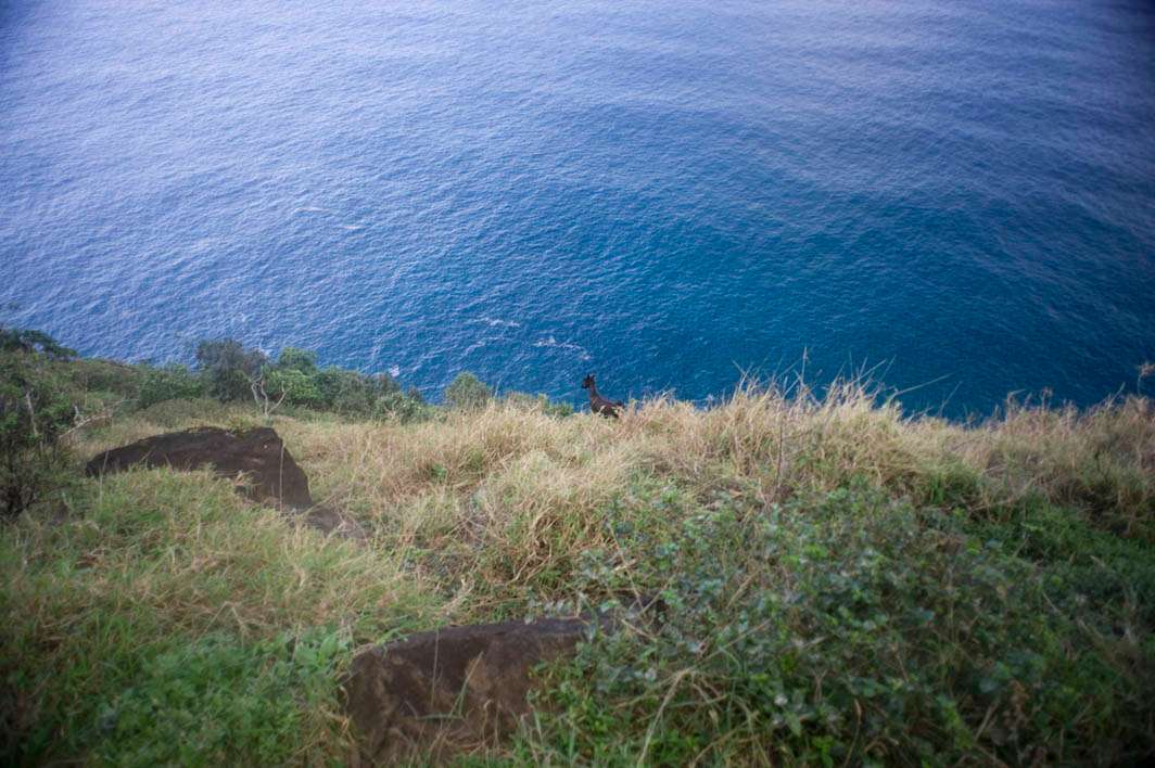Hawaii Kauai Kalalau trail Napali coast cliff goat
