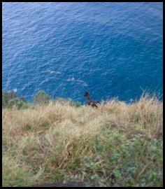 Hawaii Kauai Kalalau trail Napali coast cliff goat