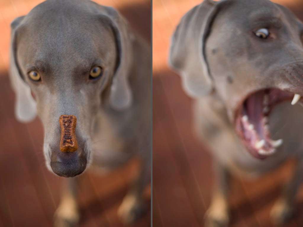 Dog treat nose tick polyptych weimaraner