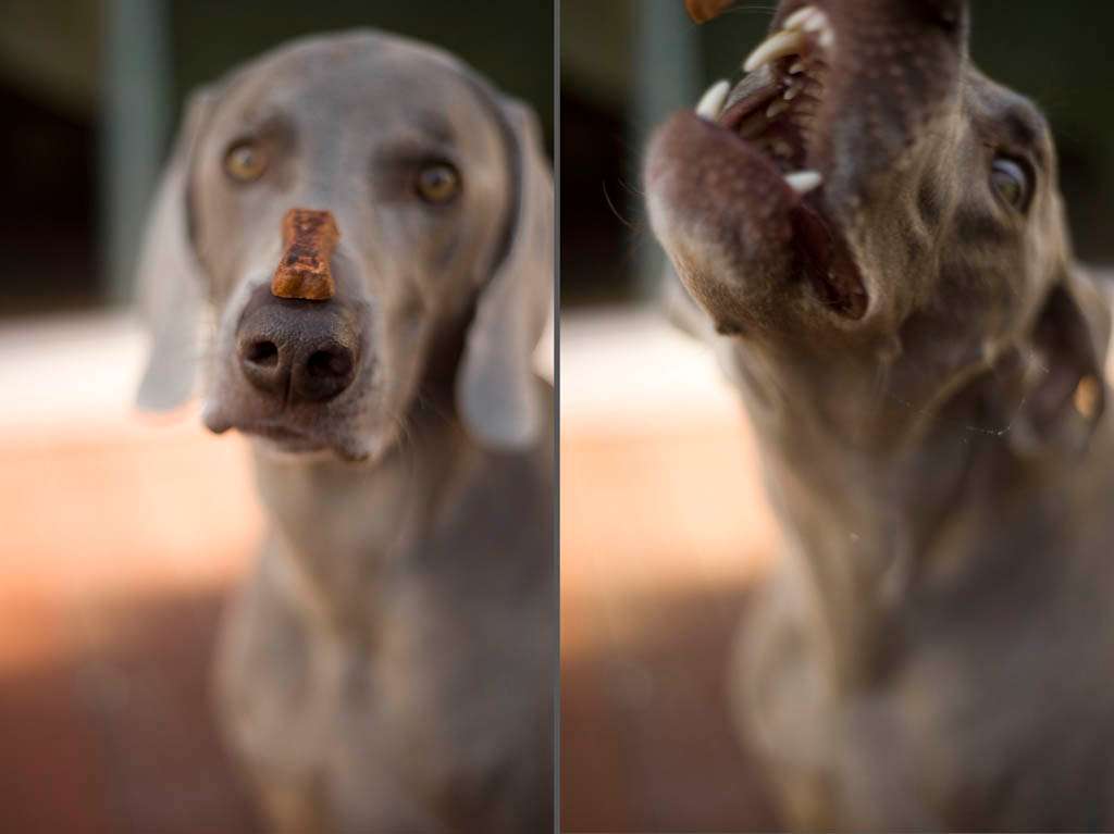 Dog treat nose tick polyptych weimaraner