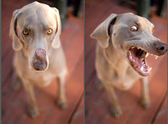 Weimaraner dog treat nose trick fast shutter