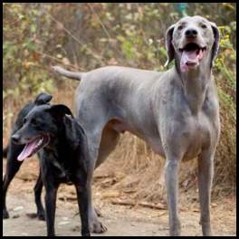 thumbnail Dogs weimaraner mutt trail