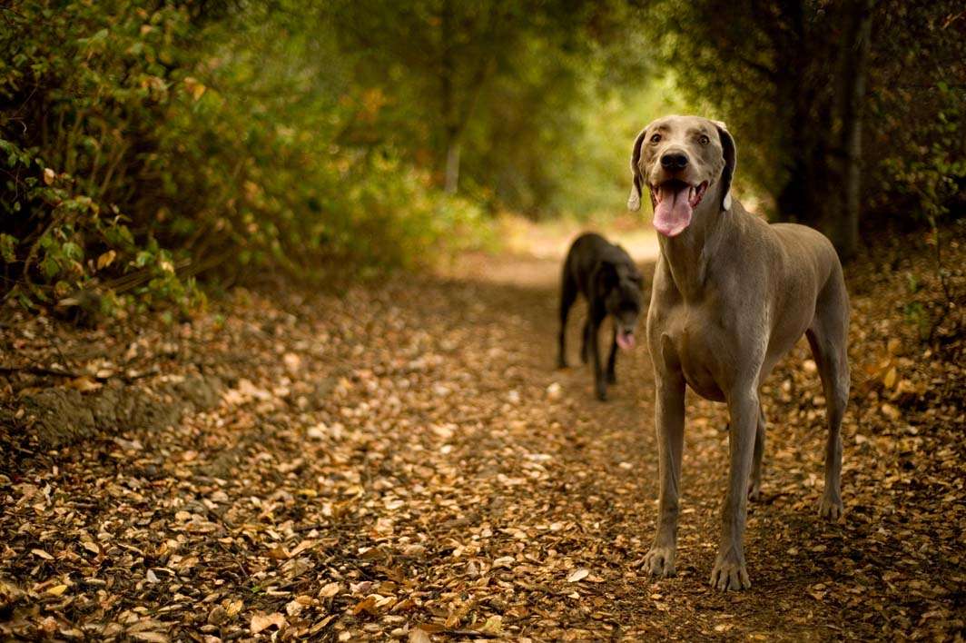 Dogs weimaraner mutt trail