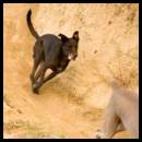 thumbnail Dogs weimaraner mutt trail running