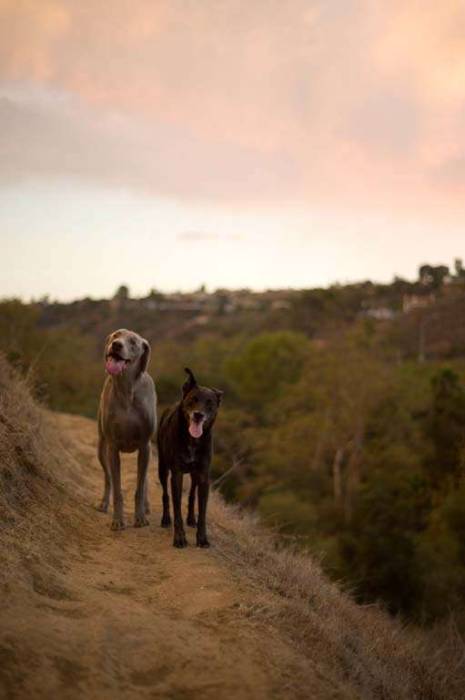 Dogs trail canyon sunset weimaraner