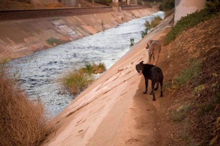 Dogs trail canyon aqueduct flash flood weimaraner