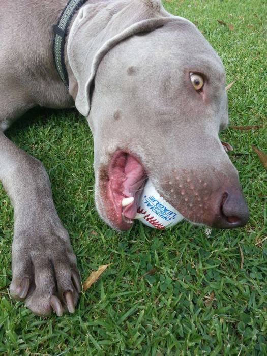 Dog weimaraner baseball chewing grass