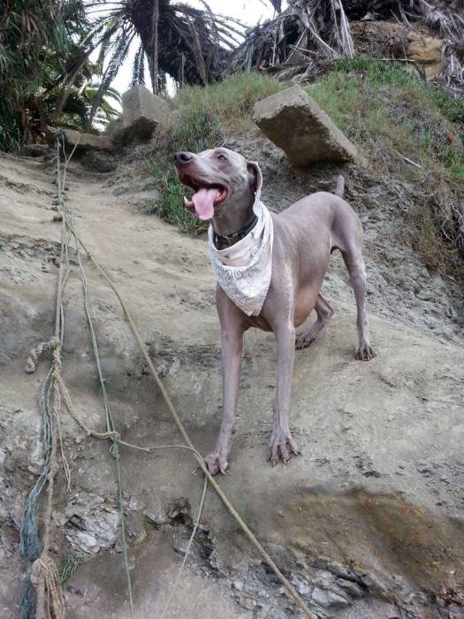 Dog weimaraner cliff climbing