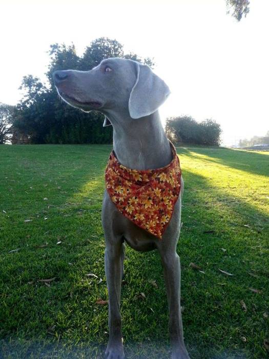 Weimaraner grass fall bandana