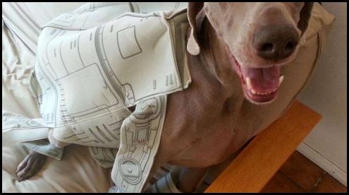 Dog weimaraner Halloween Star Wars AT-AT costume