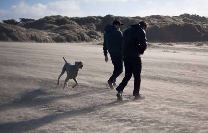 Bodega beach dog weimaraner wind sand weather