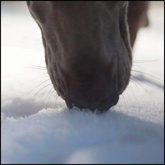 thumbnail Weimaraner nose in the snow