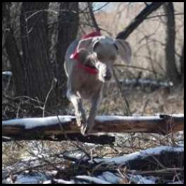 thumbnail Weimaraner snow jumping branch triptych