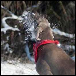 thumbnail Weimaraner chomping a snowball