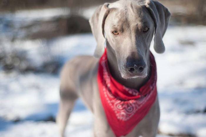 Dog weimaraner snow red bandana