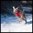 thumbnail Weimaraner running in the snow multiple exposure