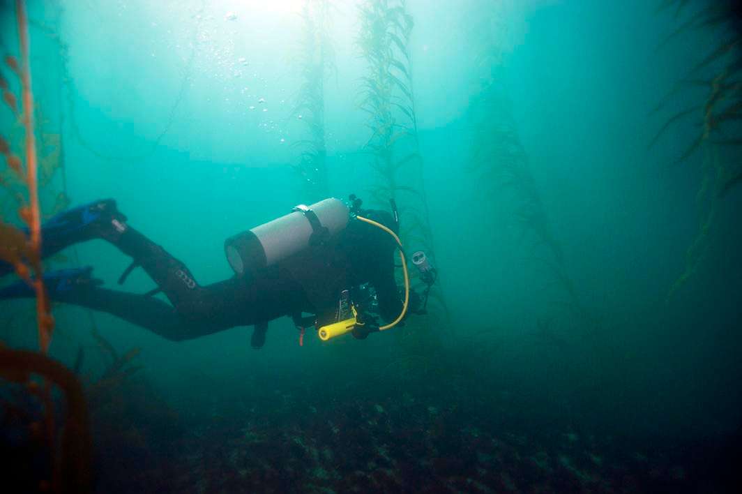 La Jolla kelp forest dive underwater photography
