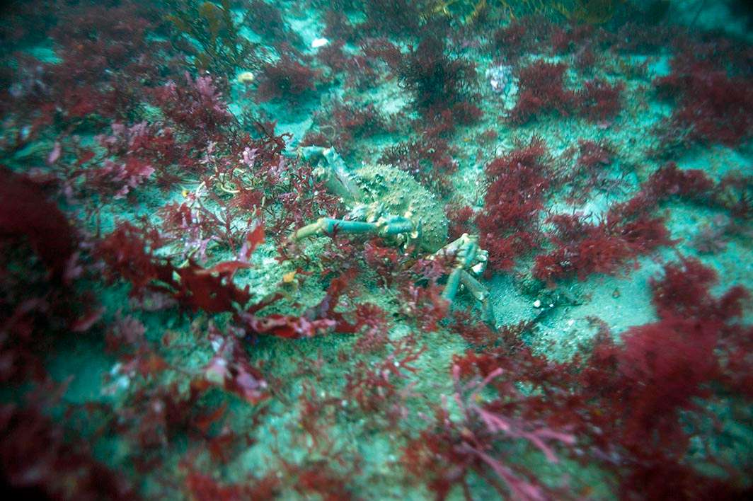 Scuba dive La Jolla kelp crab
