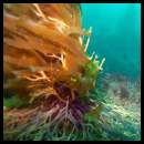 thumbnail Scuba dive La Jolla kelp