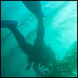 thumbnail Scuba dive La Jolla kelp diver
