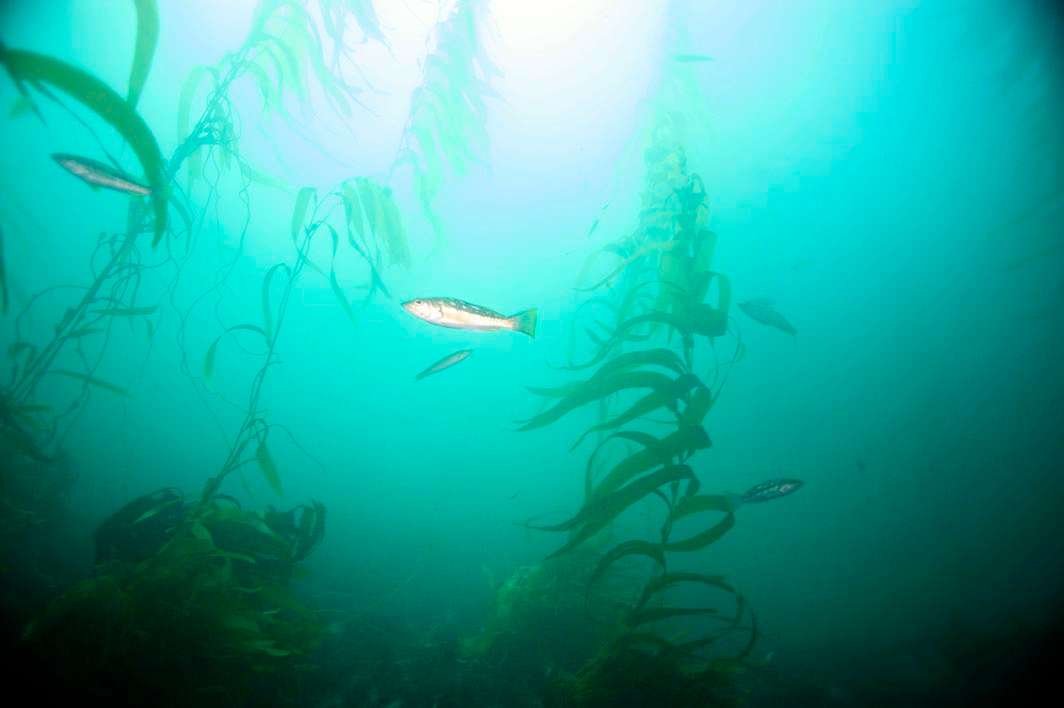 Scuba dive La Jolla kelp fish
