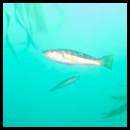 thumbnail Scuba dive La Jolla kelp fish