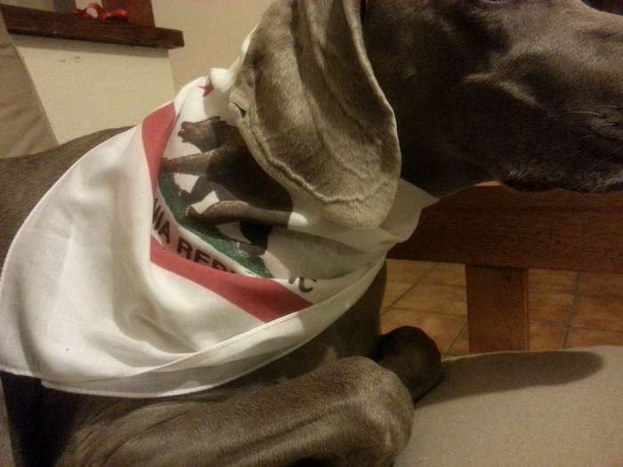 Weimaraner dog California flag bandana