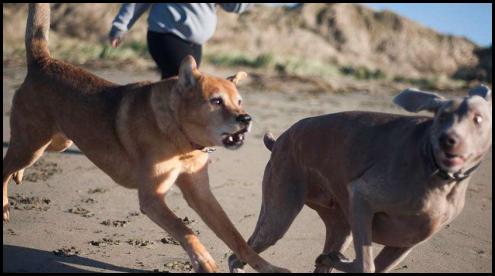 Dogs chasing each other on the beach